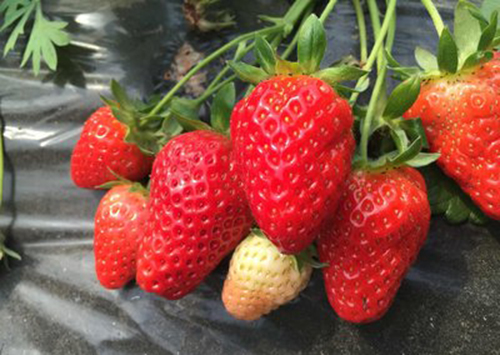 有机草莓露地栽培（一）