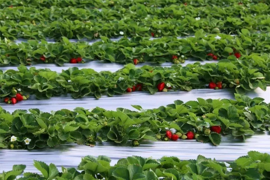 有机草莓露地栽培（三）