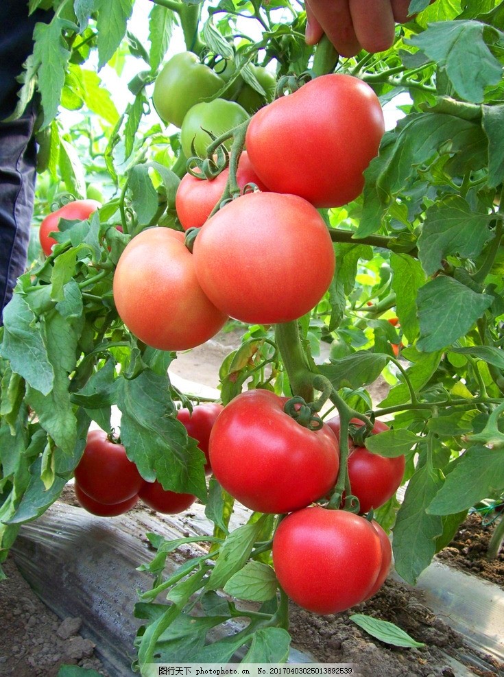 番茄生长发育有何特点？如何提高产量？